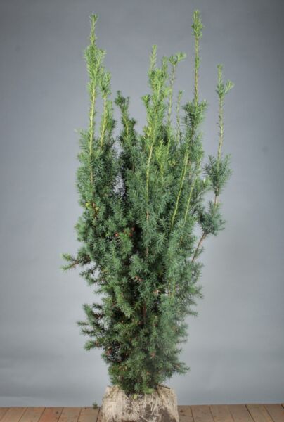 Taxus-Media-Hicksii-Kluit-150-175