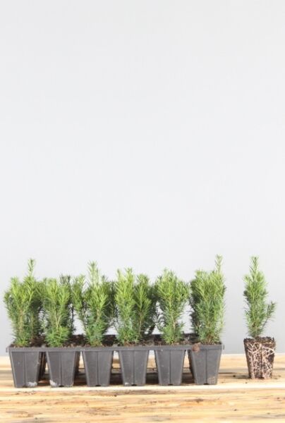 Taxus-Media-Hicksii-Kluit-20-25