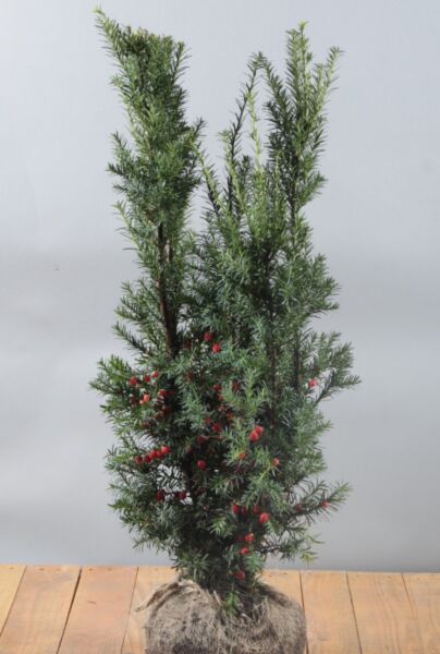 Taxus-Media-Hicksii-Kluit-60-80