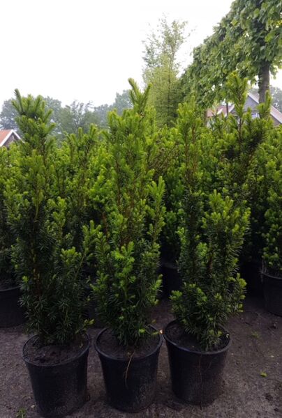 Taxus-Media-Hicksii-Pot-50-60