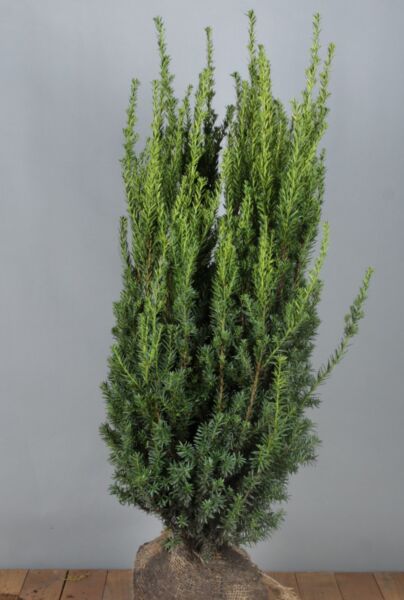 Taxus-media-Hilli-Kluit-100-125