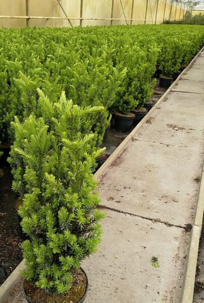 Taxus-media-Hilli-Pot-50-60