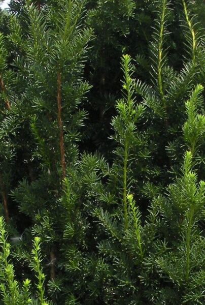 Taxus media 'Hillii'