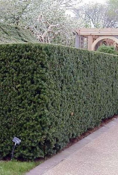 Taxus 'Hicksii' van Haag-Heg