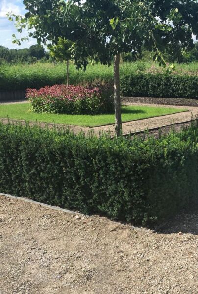 Taxus media 'Hillii' kopen