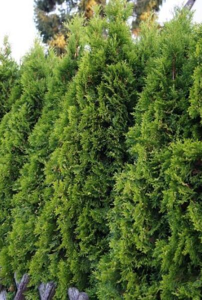 Thuja smaragd