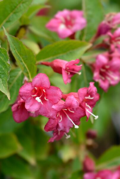 Weigela-Rosea-ALG HAAG