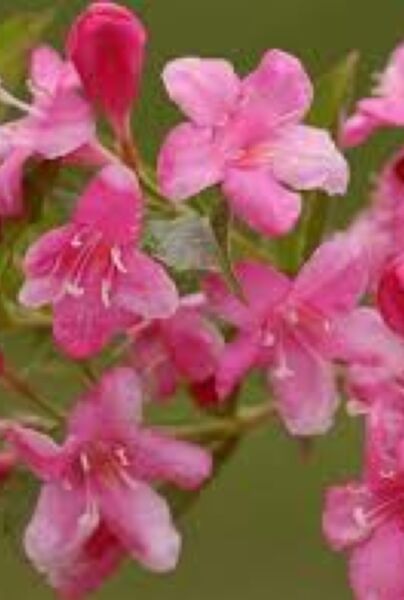 Weigela-Rosea-ALG INZ
