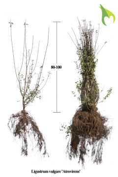 Wintergroene Liguster Atrovirens Blote wortel 80-100 cm