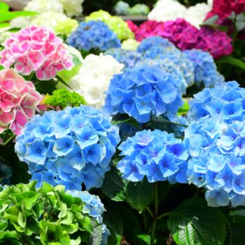 Bolhortensia
