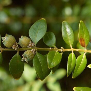 Buxus (palmboom)