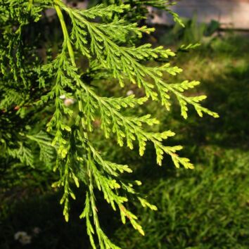 Leylandii Coniferen