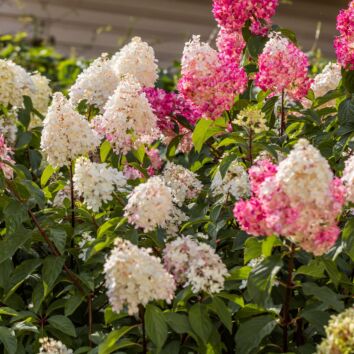 Pluimhortensia