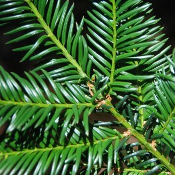 Taxus Baccata