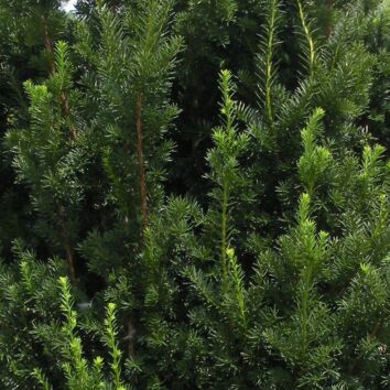 Taxus media Hillii