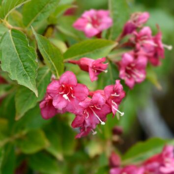 Weigela Bristol Ruby