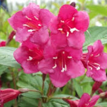 Weigela Bristol Ruby