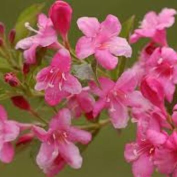 Weigela Rosea