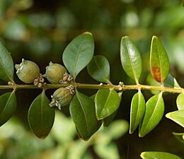 Buxus (palmboom)