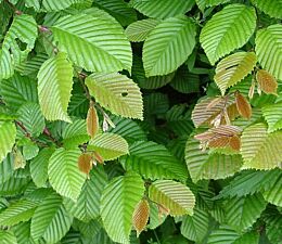 Blätter der Hainbuche - Weißbuche (Carpinus betulus)