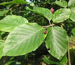 Fagus sylvatica