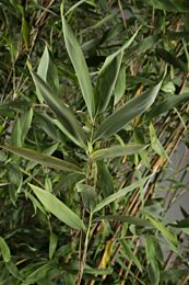 Bamboe fargesia 'Jumbo'