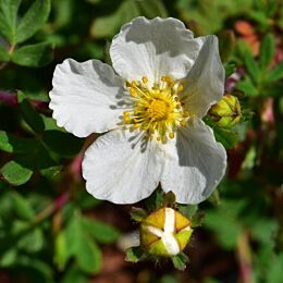 Fingerstrauch 'Abbotswood' (Potentilla fruticosa 'Abbotswood')