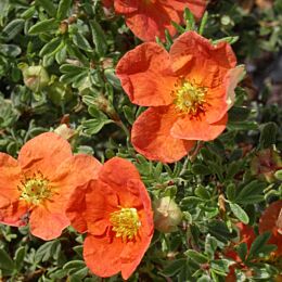 Fingerstrauch (Potentilla fruticosa) 'Red Ace'