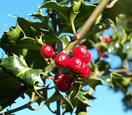 Europäische (Gewöhnliche) Stechpalme - Ilex aquifolium kaufen