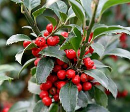 Hulst 'Heckenfee' (Ilex meserveae 'Heckenfee')