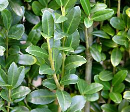 Japanse hulst (Ilex crenata)