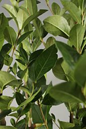 Haagliguster (Ligustrum Ovalifolium)