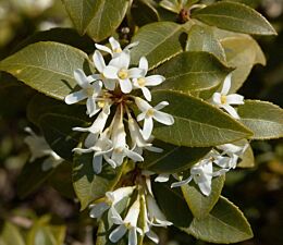 Osmanthus Burkwoodii