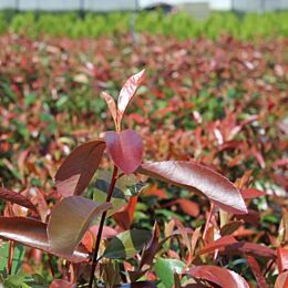 Ongepast wimper Pardon Een struik met rood blad in uw tuin | Haag & Heg