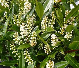 Kirschlorbeer (Prunus laurocerasus) ‘Otto Luyken’ blüht