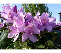 Paarse bloemen van de Rhododendron catawbiense 'Boursault'