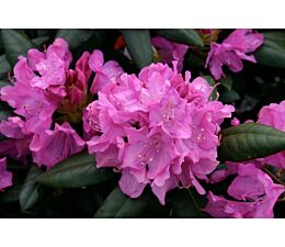 Rhododendron 'Roseum Elegans'