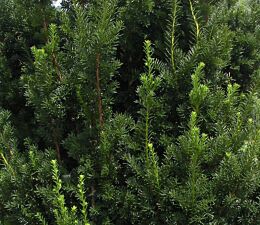 Taxus media 'Hillii'