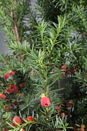 Taxus media 'Hicksii' kopen