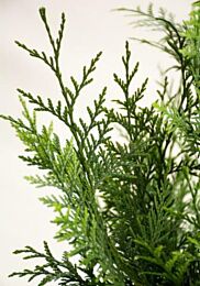 Thuja plicata 'Excelsa'