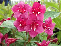 Weigela 'Bristol Ruby'