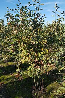 Krent Kluit 200-225 cm Kluit