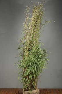 Bamboe kluit 175-200 cm Kluit