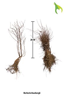 Zuurbes Blote wortel 20-30 cm Blote wortel