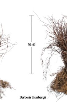 Zuurbes Blote wortel 30-40 cm Blote wortel