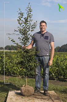 Groene beuk Kluit 150-175 cm Kluit