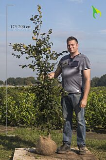 Groene beuk Kluit 175-200 cm Kluit