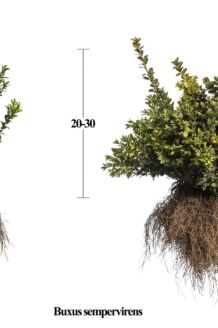 Buxus (palmboom) Blote wortel 20-30 cm Blote wortel
