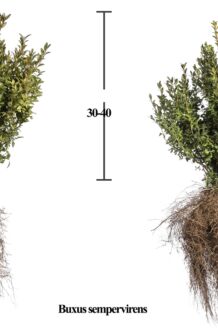 Buxus (palmboom) Blote wortel 30-40 cm Blote wortel