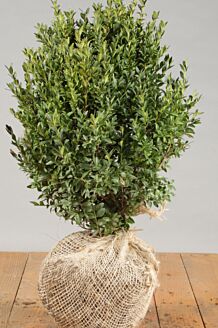 Buxus (palmboom) kluit 30-40 cm Kluit